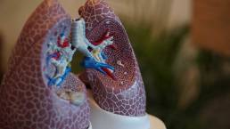 Modell von menschlicher Lunge